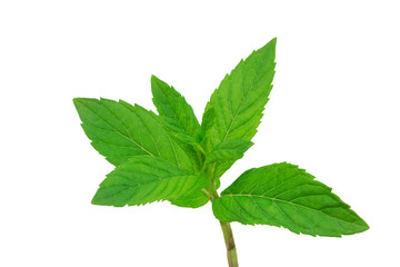 green fresh mint on white background