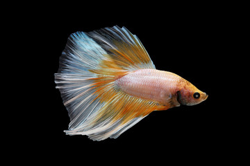 Betta fish  on black background