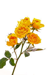 Obraz premium Vine of Yellow Roses on White Background (vertical)