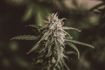 Concepts of legalizing herbs weed buds before harvest indoor grow buds cannabis Macro shot with...