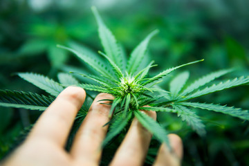 Legal Marijuana cultivation in the home. Cannabis at the beginning of flowering. Young cannabis...