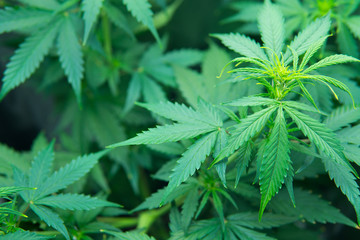Young cannabis plant. Cannabis at the beginning of flowering. Legal Marijuana cultivation in the...