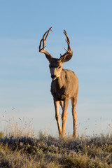 Mule Deer Buck On The Move. Wild Deer on the High Plains of Colorado