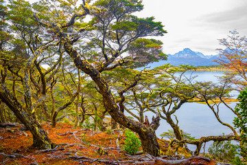 Magical colorful fairytale forest at Tierra del Fuego National Park, Patagonia, Argentina, autumn