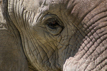 Obraz premium elefante