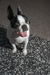 Boston Terrier