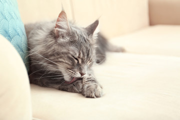 Fototapeta na wymiar Adorable Maine Coon cat cleaning itself on couch at home. Space for text