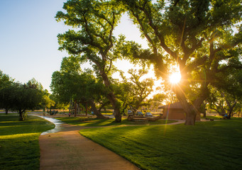 Giant Cottonwood trees with path through park at sunset
