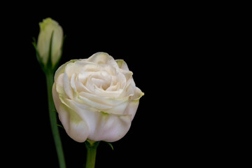 白いトルコキキョウ