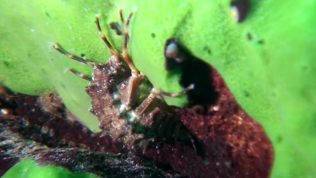 Close-up crustacean crayfish Acanthogammarus underwater Lake Baikal.