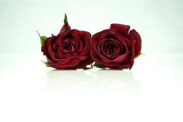 Zwei Rosen auf weißem Hintergrund