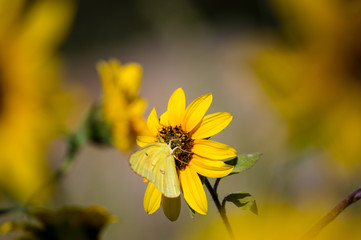 yellow butterfly on sunflower