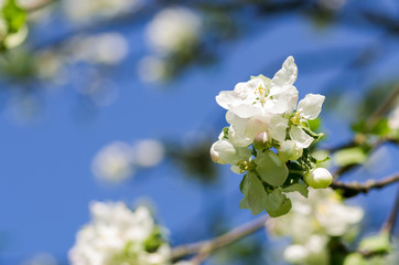 Apple tree