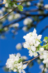 Apple tree