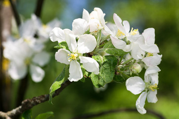 Apple tree