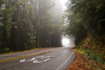 foggy road in the redwoods