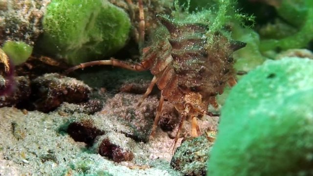 Close-up Acanthogammarus crayfish underwater Lake Baikal.