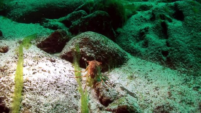 Macro shooting crayfish Acanthogammarus underwater Lake Baikal.