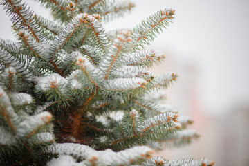 Beautiful Winter Background. Wintertime Wallpaper. Snow-covered fir tree branches close up outdoors with selective focus. Nature Wide screen Web banner with copy space