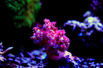 Obraz na płótnie Canvas Carnation Tree Coral (Dendronephthya sp.) 