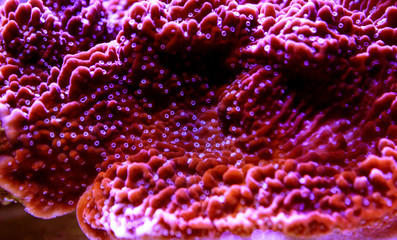 Montipora Candy Cap Coral, - (Montipora capricornis)