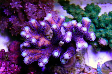 Fototapeta premium Fioletowy koral Stylophora (Stylophora pistillata)