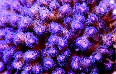 Pink Peony Pocillopora Coral - (Pocillopora damicornis)  © Kolevski.V
