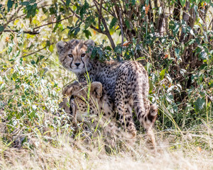 cheetah and young