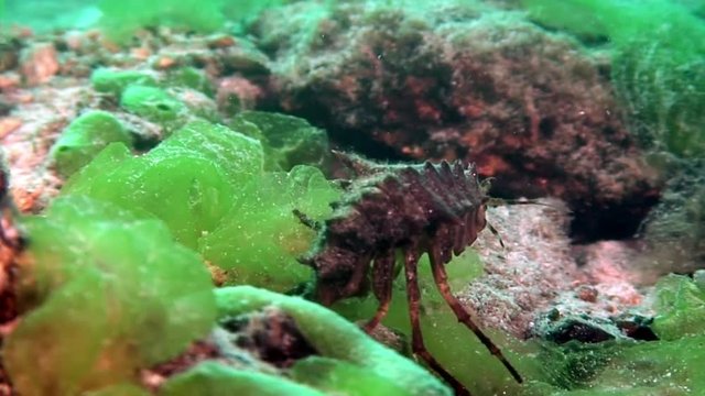 Close-up Acanthogammarus crayfish underwater Lake Baikal.