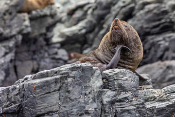 Obraz premium Chanaral Island at Chanaral de Aceituno in Atacama Desert, Chile, is an amazing place for seeing wildlife like the South American Fur Seal, a nice sea lion. Nature and sea life on a wild environment.