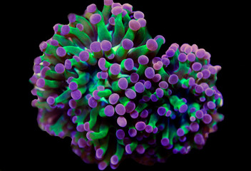 Fototapeta premium Euphyllia LPS koral na białym tle obraz