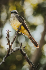 Sant'Yago Fotografia