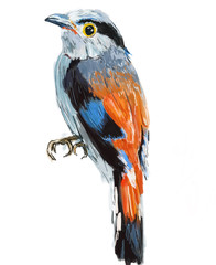 bird hand drawn illustration,art design