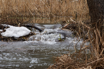 Wild river in the winter forest. Fast water flow. Beautiful swamp landscape.Thicket of trees and shrubs. Cloudy day Ukraine Kiev region.