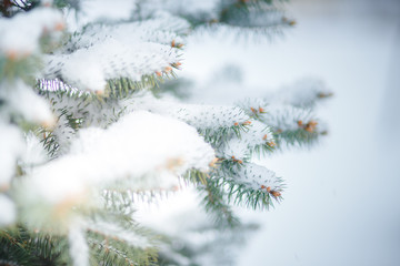 Naklejka na ściany i meble Beautiful Winter Background. Wintertime Wallpaper. Snow-covered fir tree branches close up outdoors with selective focus. Nature Wide screen Web banner with copy space