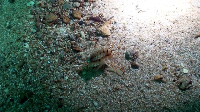 Crustacean crayfish Acanthogammarus on sandy bottom underwater Lake Baikal.