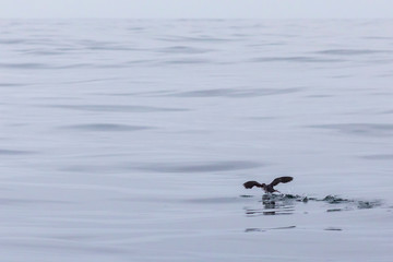 A wonderful Peruvian diving petrel bird taking off the Pacific Ocean waters at Chanaral Island National Park, Atacama Desert, and amazing place for seeing aquatic wild life like this endangered bird