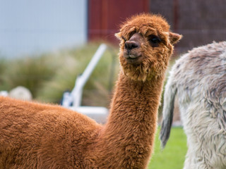 alpaca in new zealand