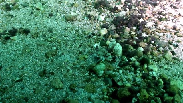 Crustacean crayfish Acanthogammarus on sandy bottom underwater Lake Baikal.