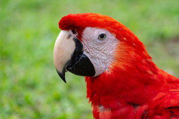 Głowa papugi amazońskiej. Ara. SONY DSC - obrazy, fototapety, plakaty