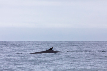 Fototapeta premium Fin whales swimming in the waters of the Pacific Ocean in front of Atacama Desert at Chile, a nice place for Whale Watching and marine sea life on a wild environment, an amazing place to enjoy nature