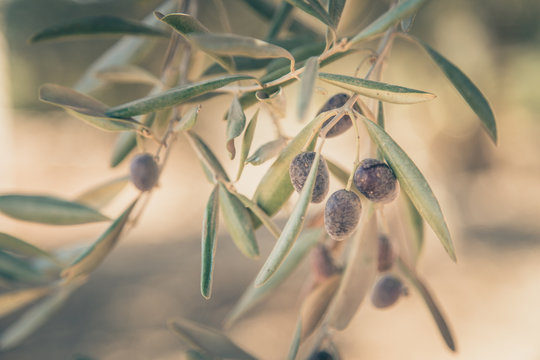 Olive branch tree.