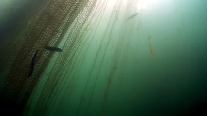 Underwater shooting of live fish omul tangled in fishing net at Lake Baikal.