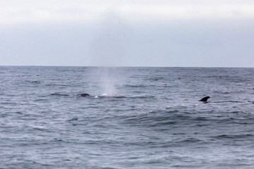 Fin whales swimming in the waters of the Pacific Ocean in front of Atacama Desert at Chile, a nice place for Whale Watching and marine sea life on a wild environment, an amazing place to enjoy nature
