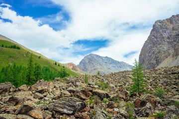 Coniferous trees in highlands. Larch trees on stony hill. Wonderful giant rocky mountains. Mountain range. Huge rocks. Mountain flora. Conifer forest. Amazing vivid green landscape of majestic nature.