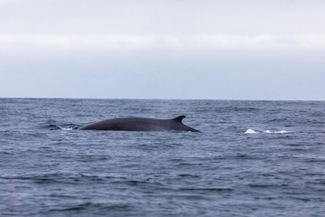 Fin whales swimming in the waters of the Pacific Ocean in front of Atacama Desert at Chile, a nice place for Whale Watching and marine sea life on a wild environment, an amazing place to enjoy nature