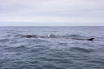 Fototapeta premium Fin whales swimming in the waters of the Pacific Ocean in front of Atacama Desert at Chile, a nice place for Whale Watching and marine sea life on a wild environment, an amazing place to enjoy nature