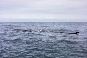 Fototapeta premium Fin whales swimming in the waters of the Pacific Ocean in front of Atacama Desert at Chile, a nice place for Whale Watching and marine sea life on a wild environment, an amazing place to enjoy nature