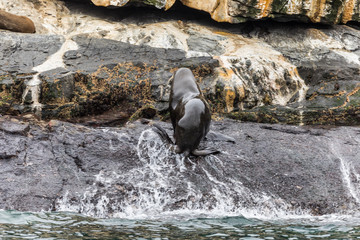 Chanaral Island at Chanaral de Aceituno in Atacama Desert, Chile, is an amazing place for seeing wildlife like the South American Sea Lion, a nice sea lion. Nature and sea life on a wild environment.