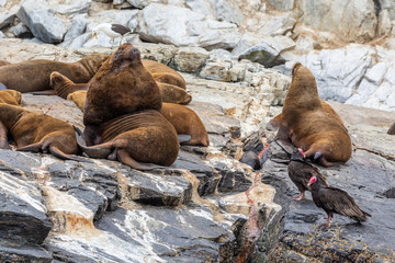 Chanaral Island at Chanaral de Aceituno in Atacama Desert, Chile, is an amazing place for seeing wildlife like sealions and whales